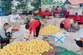 山东临沂蒙阴金皇后黄桃，口感好，颜色漂亮，一起来看这里的黄桃视频封面