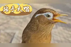 极品三黄雀儿户外遛唱站手大唱，声音洪亮叫口流畅，真棒视频封面