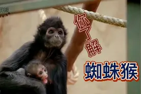 蜘蛛猴幼崽的玩耍瞬间，来自非洲的猴子！视频封面