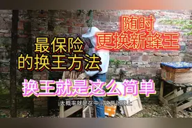 养蜂技术，最保险的换王方法，学会以后随时可以更换新蜂王视频封面