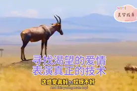 为了个人幸福“羚羊”擅离职守，不顾一切！视频封面