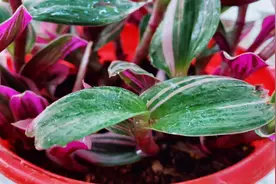 花盆里面有小黑飞，两种方法就可以解决，一种还不用花钱哦！视频封面