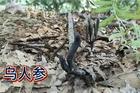价值千元的乌人参，原来长这样的，就是太难挖