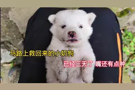 心疼！马路上救回来的奶狗已经三天，嘴还有些浮肿，不爱请别伤害视频封面