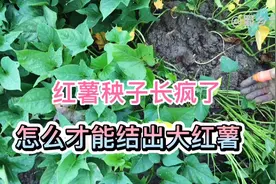 红薯秧子疯长不结瓜，狠心掐一掐，保证一窝窝结的大又多
