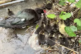 鸭妈妈和小鸭子的野外生存能力杠杠的，一个也没少