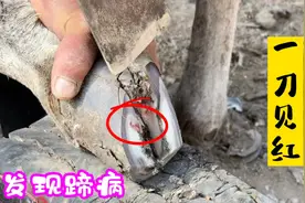驴蹄外表美观，师傅修蹄一刀见红发现蹄病，幸亏发现及时挽救了它视频封面