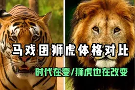 无论现存野生或现存圈养，狮子都比老虎大出不少#动物#狮子#老虎