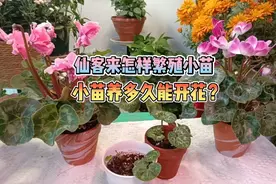 你知道仙客来怎样繁殖小苗？小苗养多久能开花？视频封面