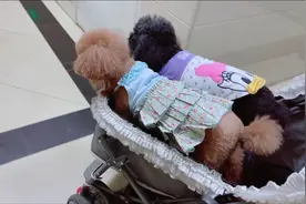 每次晚上回家，猫弟都在门口等着我们，它怎么知道是我们回来了？