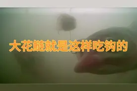 原来大花鲢是这样吃钩的，看着真过瘾！