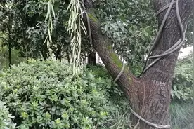 杭州市人工鸟窝做的多么贴心到家