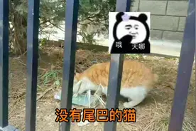 一只没有尾巴的流浪猫，请不要再伤害它们视频封面
