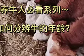 小王教你快速分辨母牛的年龄的小技巧！视频封面