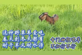羊喜欢吃的野草，秸秆繁殖多年生，易活产量高，想人工种植当牧草视频封面