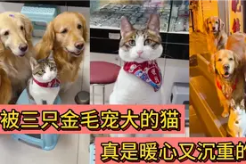 被三只金毛宠大的猫咪，虽然暖心又窒息，不过依旧过得很幸福！