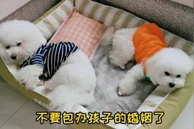 千万不要给狗狗包办婚姻，一定要自由恋爱，具体原因看视频
