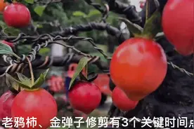 金弹子老鸦柿抓住三个修剪的关键点可使树型枝式紧凑完美，果实多视频封面