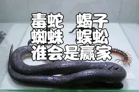 蜘蛛，蝎子，蜈蚣，蛇 大PK 谁会是赢家 #太可怕了胆小勿看