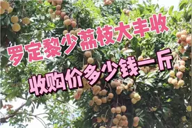 广东罗定黎少镇今年荔枝喜获大丰收，但价格便宜到果农叹气！