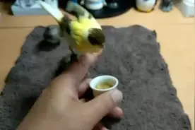 这么爱干饭的小鸟，第一次见吧视频封面