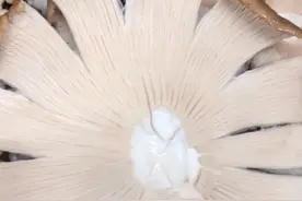 亲们是怎样洗鸡枞菌的？