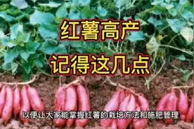 红薯要想长得好、产量高，先掌握好移栽和施肥方法，结得多又多视频封面