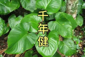 它名叫千年健，在南方比较常见，你认识吗？胃痛的朋友了解下