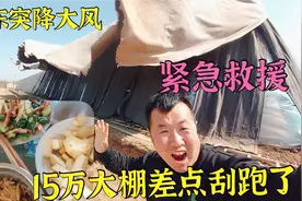 山东突降7级大风，投资15万蘑菇大棚“飞上天”农民大哥吓醒酒!视频封面