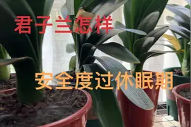 炎炎夏日君子兰一旦休眠注意这三点，安全度夏保健康