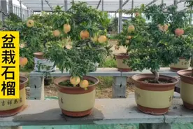 在家就可以养石榴，精美的盆栽石榴，不仅可以看花，还可以吃果视频封面