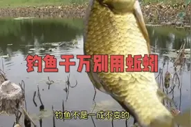 夏季野钓，野钓鲫鱼，钓鱼千万别用蚯蚓视频封面
