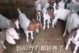 河南羊羔掉价了，30斤到40斤的小羊羔掉到600和700，你觉得贵吗？视频封面