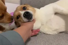 狗狗脖子突然肿了一个包，这个症状叫颌下腺囊肿，如何处理呢？