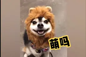 我不是狗狗狗