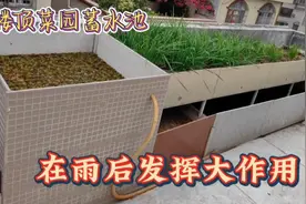楼顶种菜很费水，蓄水池科学设计，在雨后发挥大作用