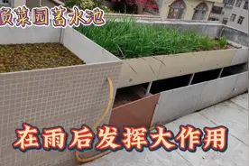 楼顶种菜很费水，蓄水池科学设计，在雨后发挥大作用