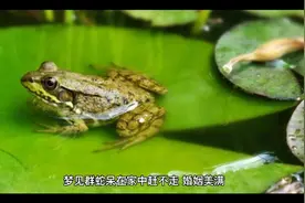 周公解梦之梦见一群蛇视频封面