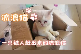捡了一只被人赶出来的流浪猫，脾气特别好。视频封面