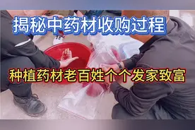 揭秘药材收购全过程，农业是未来的主题，种植都是开豪车买洋房。视频封面