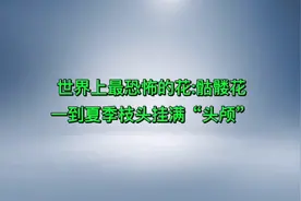 世界上最恐怖的花骷髅花，一到夏季枝头挂满“头颅”视频封面