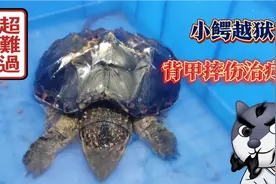 小鳄龟越狱，从12米楼层摔下！背甲摔伤，该如何治疗视频封面