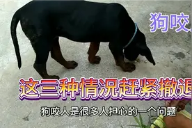 怕被狗咬的人要注意 如果你看到狗有这三个征兆 表示它要攻击你了视频封面