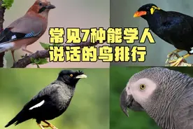 常见7种能学人说话的鸟，第6种是吉祥鸟，第1种还能和人交谈