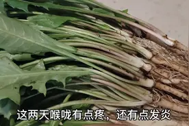 广东人真会煲汤“浦公英”这样搭配，汤水鲜甜回甘，还好处多多视频封面