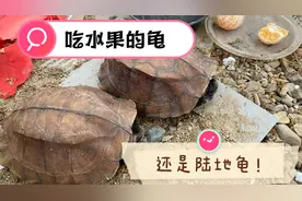 他！只吃水果青菜而且还不用下水的陆地龟，还合法合规饲养！视频封面