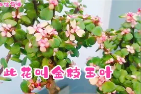 春分到，家中一盆“金枝玉叶”盛开，赏花喝茶，真的怡心又悦目！视频封面