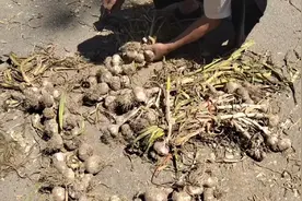 编大蒜原来这么简单，快跟着学编大蒜了