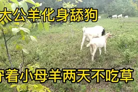 小母羊发情了，大公羊秒变舔狗守着小母羊2天不吃草，虚胖很懵逼视频封面