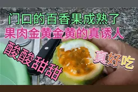 门口的百香果成熟了，果肉金黄很诱人，儿子吃完还想要真的好吃